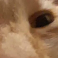 Илья Приходько